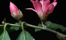 ¿Cuándo es el día de los jardines botánicos en Veracruz? Conoce esta colección de plantas en Xalapa