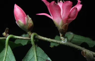 ¿Cuándo es el día de los jardines botánicos en Veracruz? Conoce esta colección de plantas en Xalapa
