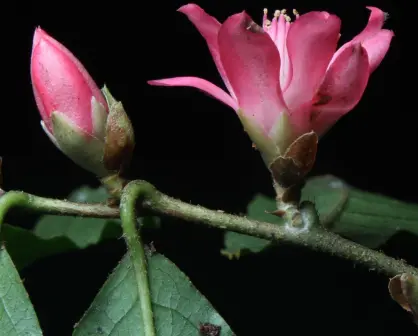 ¿Cuándo es el día de los jardines botánicos en Veracruz? Conoce esta colección de plantas en Xalapa