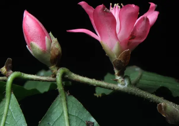 ¿Cuándo es el día de los jardines botánicos en Veracruz? Conoce esta colección de plantas en Xalapa