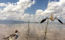 El río de Durango que desemboca en una increíble laguna que es santuario de aves migratorias