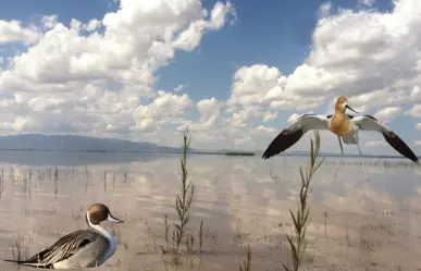 El río de Durango que desemboca en una increíble laguna que es santuario de aves migratorias