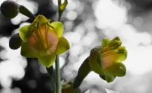 La planta nativa de Durango única en el mundo y con una increíble flor que parece estrella