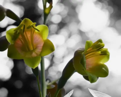 La planta nativa de Durango única en el mundo y con una increíble flor que parece estrella