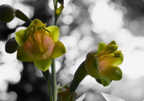 La planta nativa de Durango única en el mundo y con una increíble flor que parece estrella