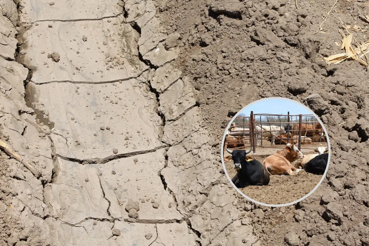 Ganaderos de BCS enfrentan una crisis: más del 50% del hato perdido por la falta de agua y alimento. Foto: Gobierno de México / Canva