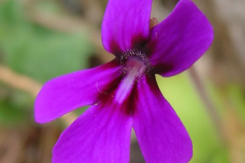 Violeta de barranca (Pinguicula moranensis). Foto: Wikipedia