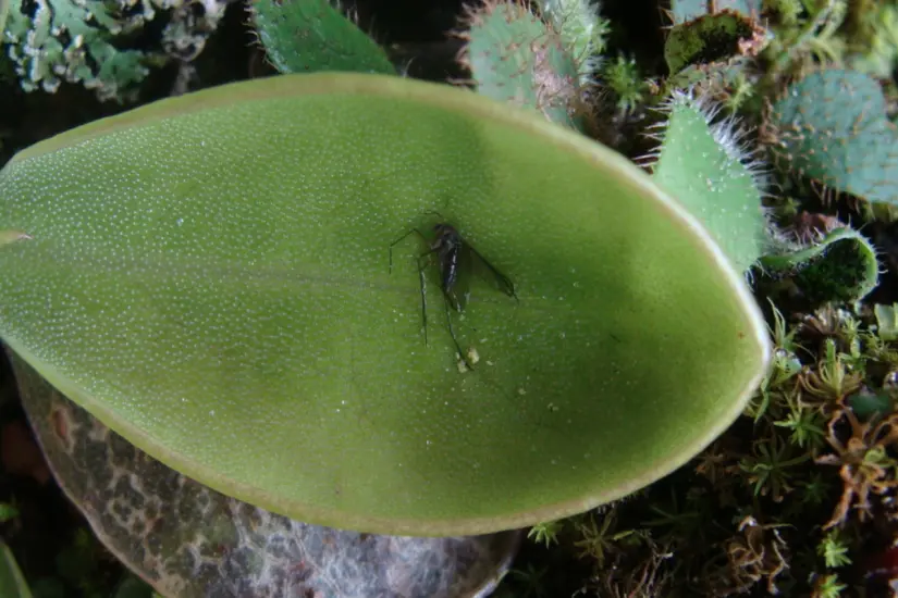 Insecto atrapado en las hojas de la violeta de barranca. Foto: iNaturalist