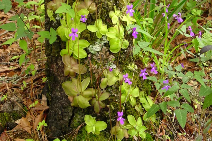 Violeta de barranca creciendo en el tallo de un árbol. Foto: Wikipedia