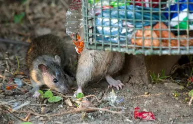 Aumento de ratas en Toluca preocupa a vecinos por posibles riesgos sanitarios; en estos lugares han sido vistas