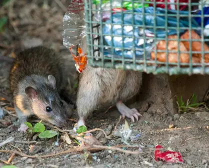 Aumento de ratas en Toluca preocupa a vecinos por posibles riesgos sanitarios; en estos lugares han sido vistas