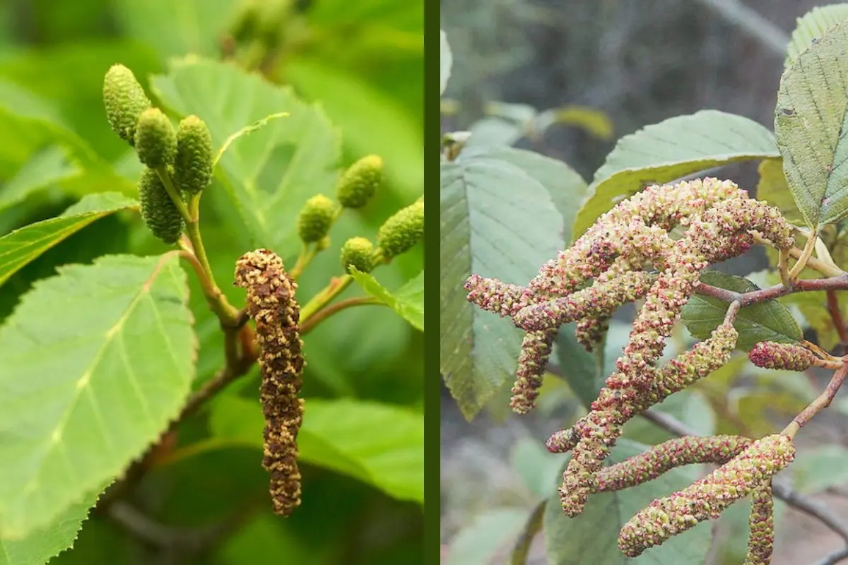 Este árbol nativo de Durango tiene frutos todo el año. Foto: Especial.