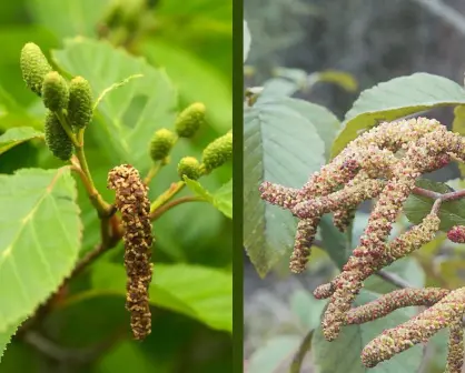 El árbol nativo de Durango que tiene flores y frutos durante todo el año