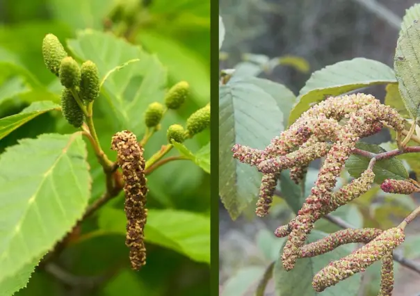 El árbol nativo de Durango que tiene flores y frutos durante todo el año