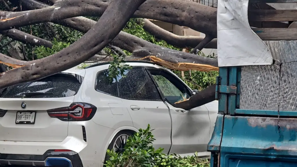 VIDEO | Lluvias en CDMX tumban árbol gigante y aplasta auto en la Narvarte
