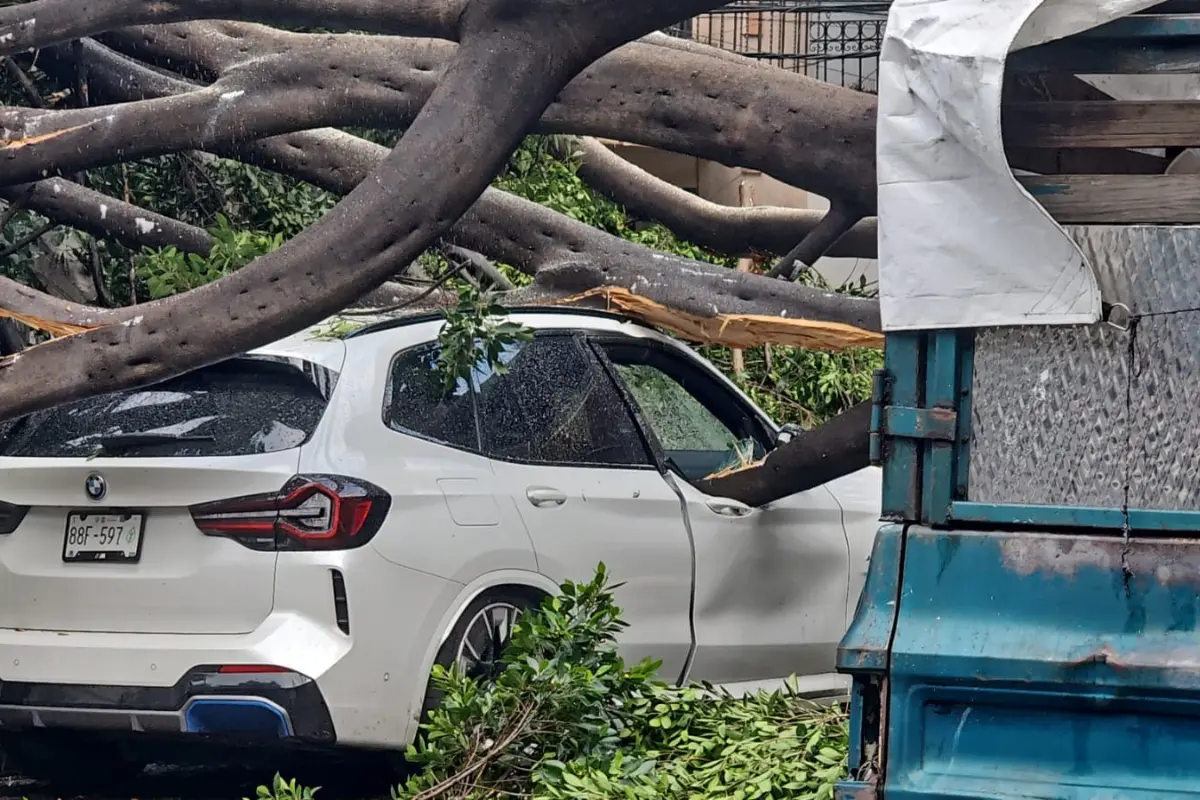 Árbol cae sobre auto en CDMX, Foto: Luis Alfaro