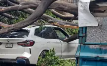 VIDEO | Lluvias en CDMX tumban árbol gigante y aplasta auto en la Narvarte