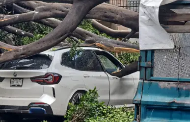 VIDEO | Lluvias en CDMX tumban árbol gigante y aplasta auto en la Narvarte