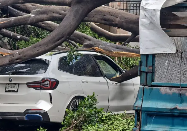 VIDEO | Lluvias en CDMX tumban árbol gigante y aplasta auto en la Narvarte