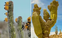 El cactus gigante de BCS que vive siglos y sobrevive con medio vaso de lluvia al año