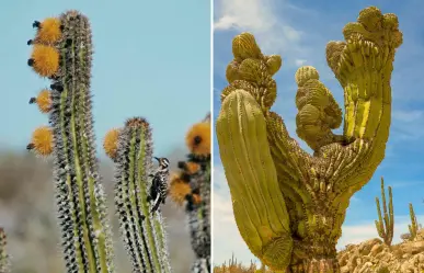 El cactus gigante de BCS que vive siglos y sobrevive con medio vaso de lluvia al año