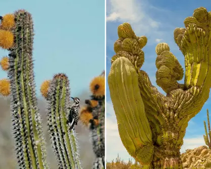 El cactus gigante de BCS que vive siglos y sobrevive con medio vaso de lluvia al año