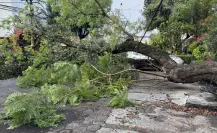 Cae árbol de más de 20 metros en la GAM de CDMX y deja sin luz e internet a decenas de casas