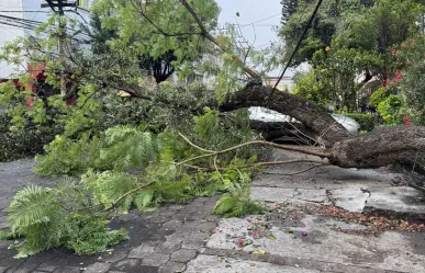 Cae árbol de más de 20 metros en la GAM de CDMX y deja sin luz e internet a decenas de casas