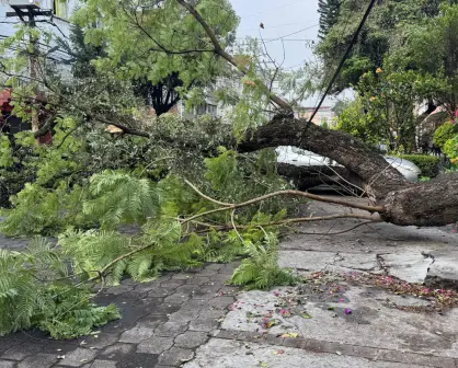 Cae árbol de más de 20 metros en la GAM de CDMX y deja sin luz e internet a decenas de casas