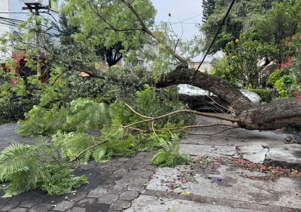 Cae árbol de más de 20 metros en la GAM de CDMX y deja sin luz e internet a decenas de casas