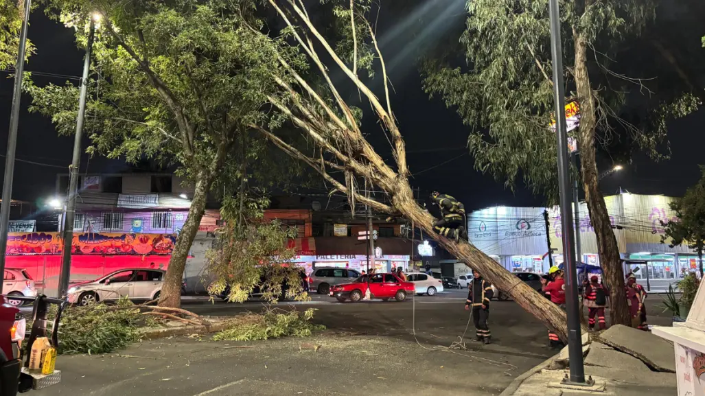 Caída de árbol bloquea la vialidad en la alcaldía Álvaro Obregón en CDMX
