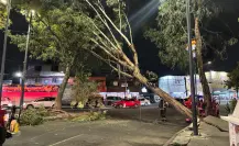 Caída de árbol bloquea la vialidad en la alcaldía Álvaro Obregón en CDMX