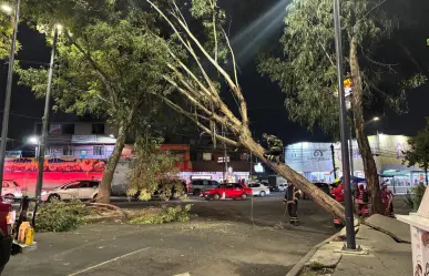 Caída de árbol bloquea la vialidad en la alcaldía Álvaro Obregón en CDMX
