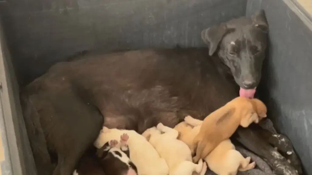 Conoce a los perritos de Salinas Victoria que viven dentro de la Presidencia Municipal