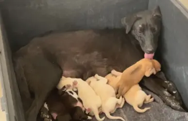 Conoce a los perritos de Salinas Victoria que viven dentro de la Presidencia Municipal