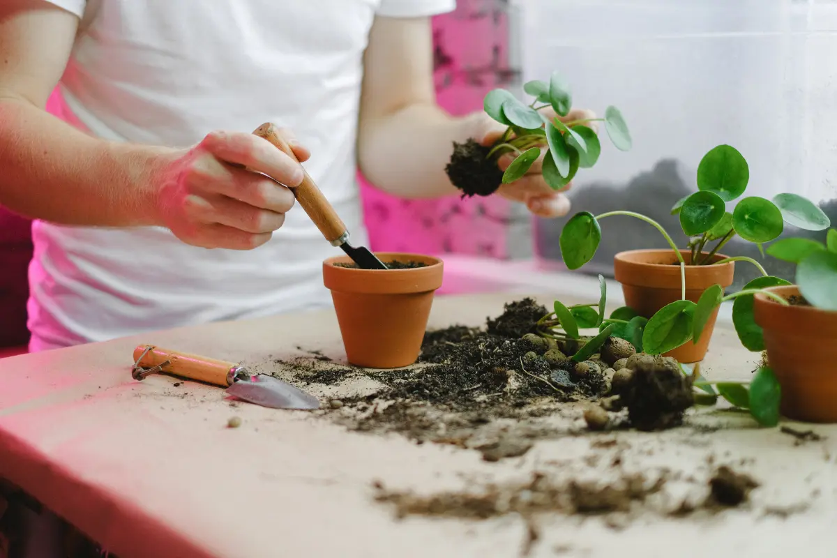 La tierra vieja de maceta se puede renovar y ser útil para plantar. Foto: Canva