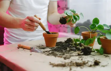 Dale una segunda vida a la tierra vieja de tus macetas con este truco casero