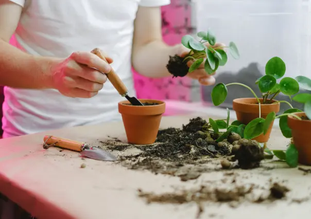 Dale una segunda vida a la tierra vieja de tus macetas con este truco casero