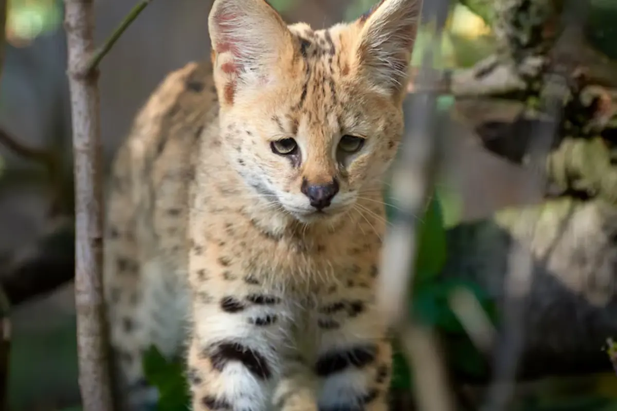 El ocelote es un animal nativo de Tamaulipas que según su biografía histórica, lamentablemente fue utilizado para la elaboración de bolsas, ropa, abrigos entre otros artículos - FREEPIK FOTO