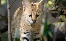 Este es el animal nativo de Tamaulipas que fue utilizado para elaboración de ropa