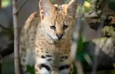 Este es el animal nativo de Tamaulipas que fue utilizado para elaboración de ropa