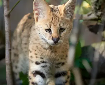 Este es el animal nativo de Tamaulipas que fue utilizado para elaboración de ropa