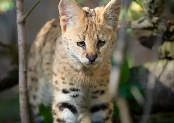 Este es el animal nativo de Tamaulipas que fue utilizado para elaboración de ropa