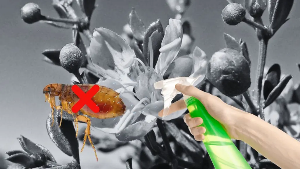La planta nativa de Nuevo León con la que puedes ahuyentar a las pulgas