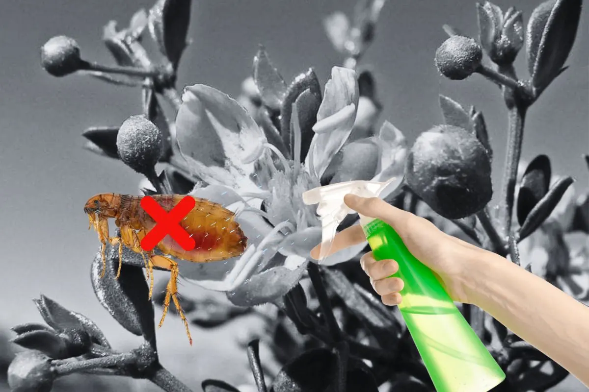 El uso de los productos naturales son ideales para quienes desean evitar el uso de productos tóxicos en el hogar. Foto: Canva