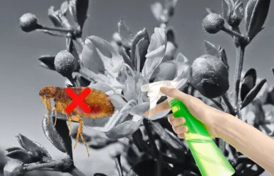 La planta nativa de Nuevo León con la que puedes ahuyentar a las pulgas 