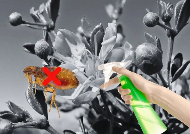 La planta nativa de Nuevo León con la que puedes ahuyentar a las pulgas 