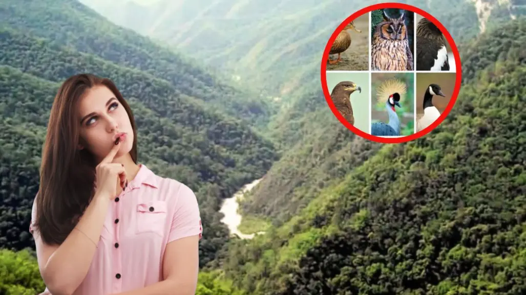 Este es el animal nativo de Nuevo León con el plumaje más imponente