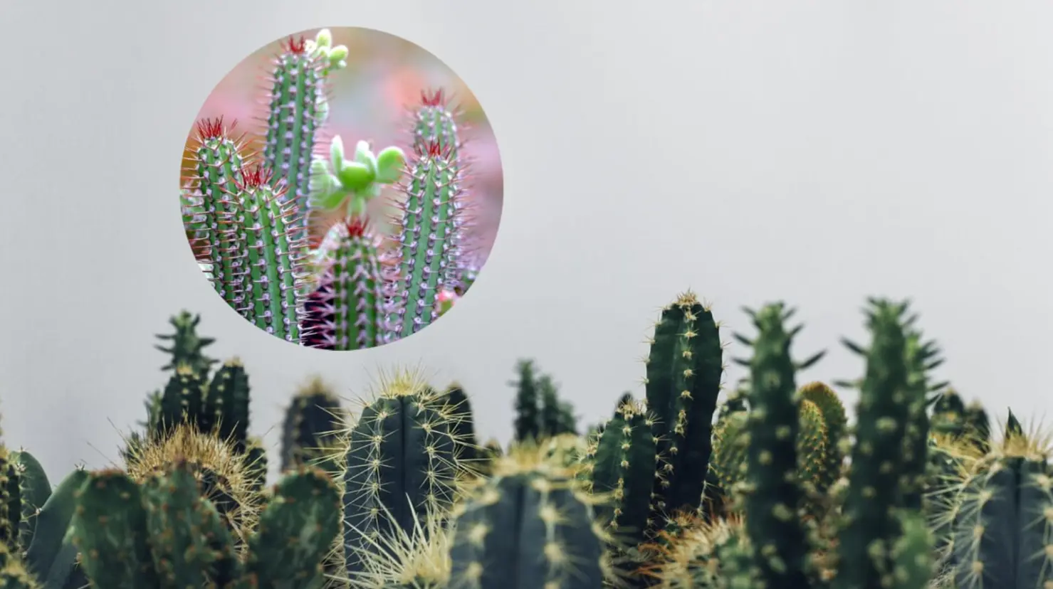 Foto: Pixabay | Esta es la planta nativa de Durango que fue utilizada para darle nombre a un género musical surgido en la entidad duranguense.