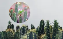 La planta nativa de Durango que fue usada para nombrar un género musical 
